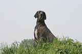 DOGUE ALLEMAND 486